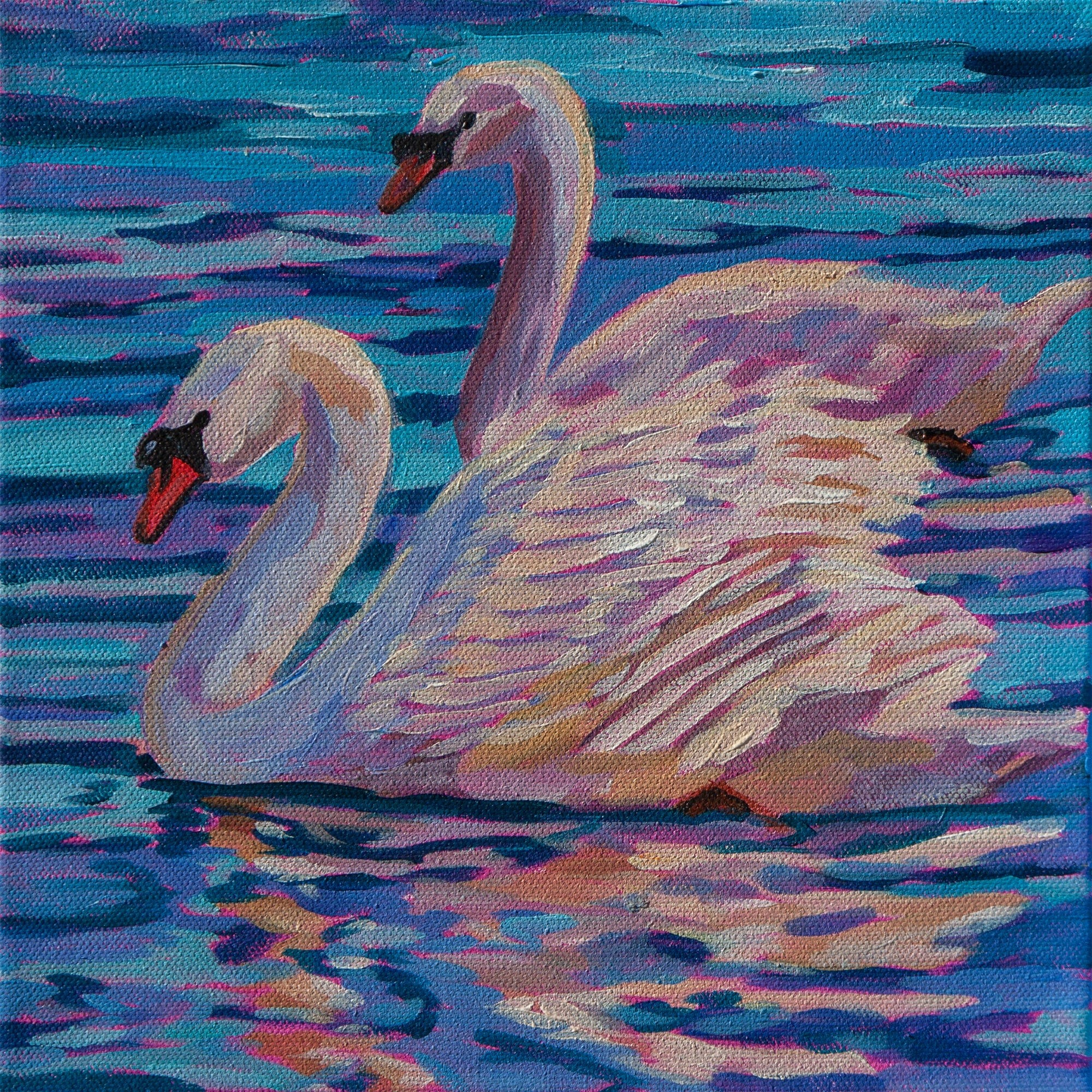 Two muted swans swim side by side and are reflected in the water