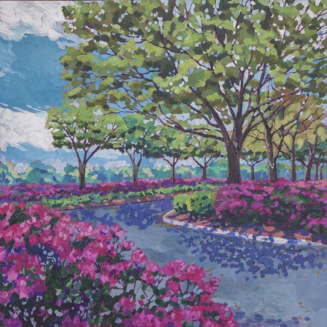 pink azaleas and spring blooming oak tree along a drive.