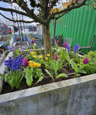 Garden photo gallery showcasing vibrant plant life.